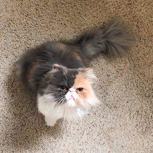 Meet your Posher, Cass